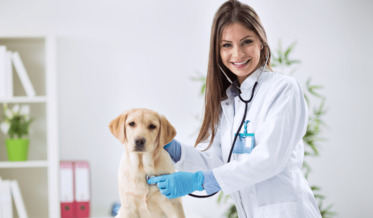Curso de CIPA | Atividades veterinárias